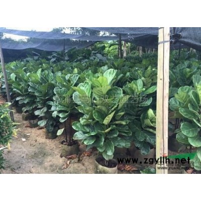 福建蜘蛛兰幼苗2