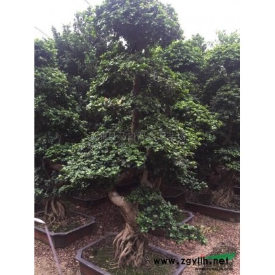 福建鸭脚木幼苗3信息