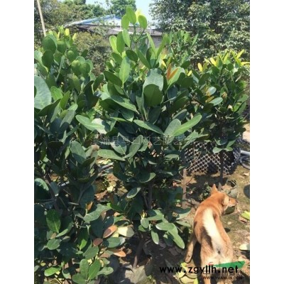 三角梅柱8*新价格/三角梅柱8报价