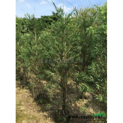 三角梅（紫色）*新价格/三角梅（紫色）报价