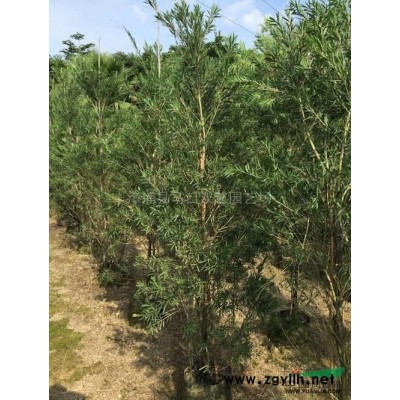 福建榕树桩景6*新报价/榕树桩景6图片