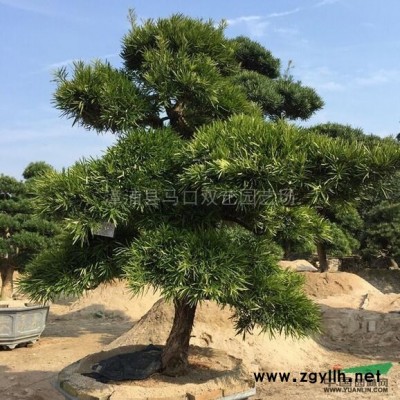 龙船花3行情报价\龙船花3图片展示