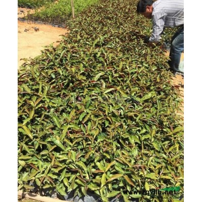 龙船花图片\龙船花报价