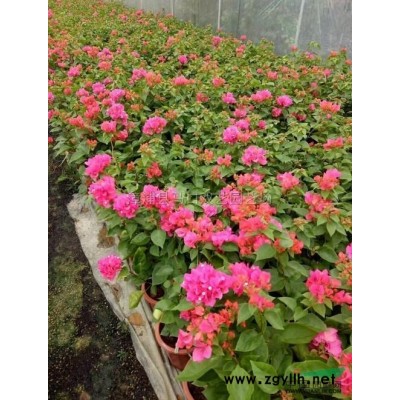 老人葵供应/老人葵图片