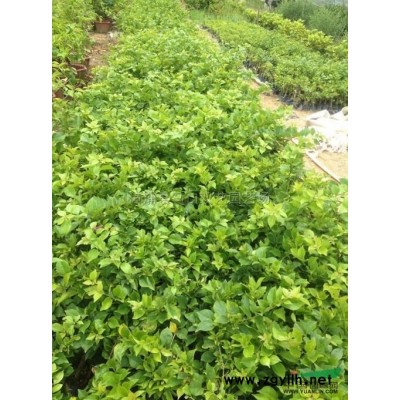 加拿利海枣3报价/福建加拿利海枣3报价