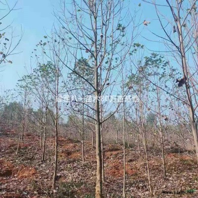 江苏[产品]/江苏桧柏 桧柏基地 江苏桧柏价格/报价