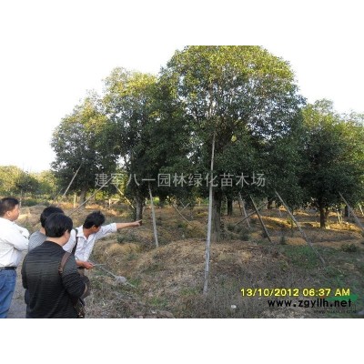 高杆石榴报价/丛生石榴价格/石榴供应图片