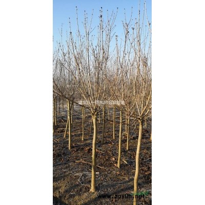 多肉植物批发价格/多肉报价/多肉图片