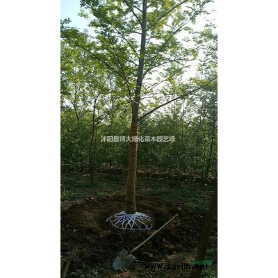 乌桕基地 乌桕树价格 丛生乌桕 乌桕小苗 规格* 保质保量