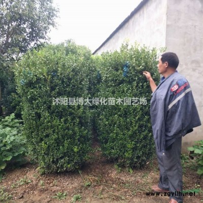 供应美人蕉，水生美人蕉，多年生草本植物，量大价低，基地直销