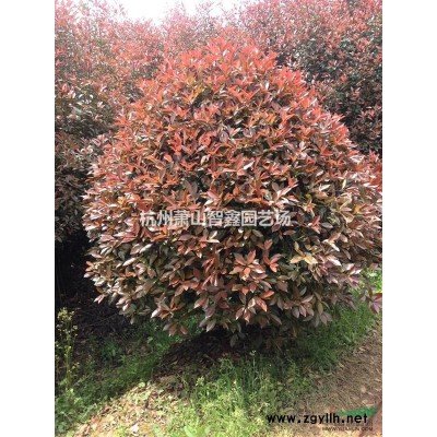 红叶石楠扦插种苗，红叶石楠小苗--智鑫扦插苗基地供应