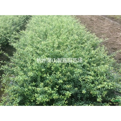 瓜子黄杨扦插种苗，萧山瓜子黄杨小苗