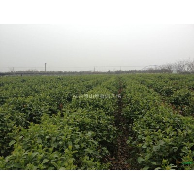 小叶扶芳藤扦插种苗--萧山扦插种苗基地