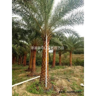 大量供应福建中东海枣（杆高2米5，冠幅4米，价格400）