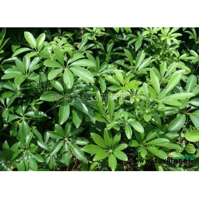 福建中东海枣量大价优（杆高5米，冠幅4米，价格1600）