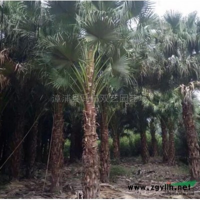 中东海枣（银海枣）3米杆高2，价格750元供应/中东海枣（银海枣）3米杆高2，价格750元图片