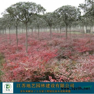 地艺苗圃大量供应复叶槭  复叶槭基地 江苏复叶槭价格