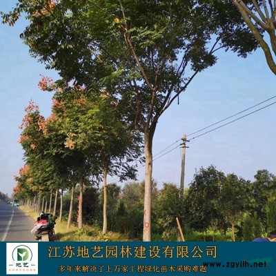 江苏紫薇价格 紫薇基地 地艺苗圃大量供应紫薇树