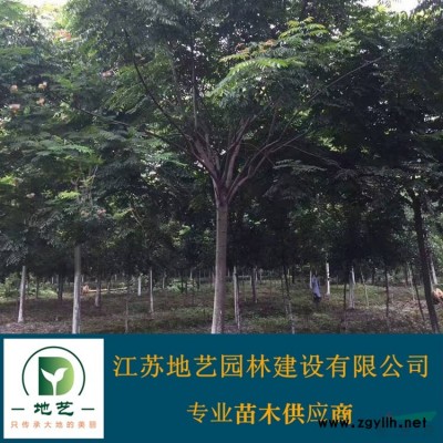 江苏栾树 黄山栾树 栾树价格 江苏黄山栾树基地 江苏地艺苗圃