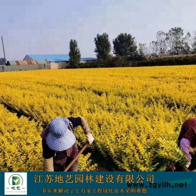 地艺园林黑松价格_黑松图片_黑松产地_黑松绿化苗木苗圃基地