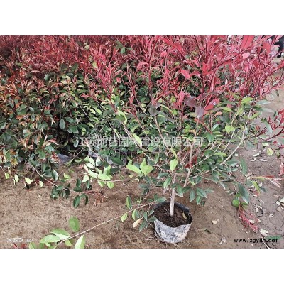大量出售桂花、桂花价格、桂花图片、桂花种植基地