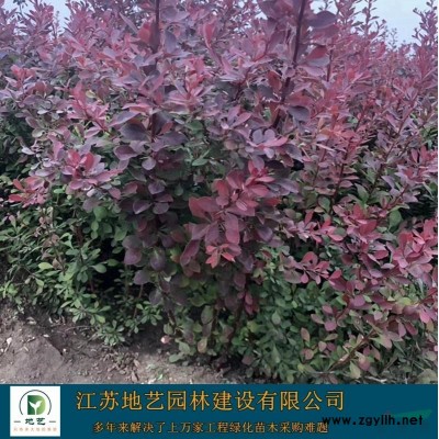 优质特价高杆女贞  高杆女贞 江苏高杆女贞产地