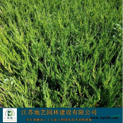 供应紫穗槐产地 江苏地艺园林苗圃基地 江苏紫穗槐价格