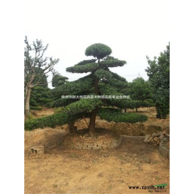 供别墅庭院的优质造型绿化好苗木15公分造型罗汉松点缀绿色生活