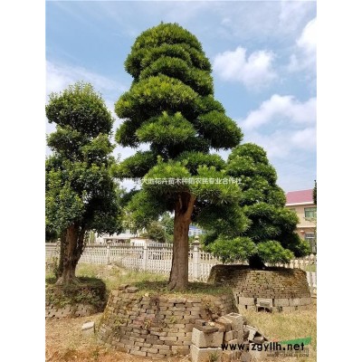 供应造型红花继木树桩5-8-10公分红花继木价格