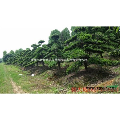 3公分桂花4公分桂花5公分桂花【批发湖南桂花价格】哪里有？