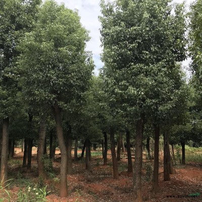 10公分桂花&12公分桂花&15公分桂花1米高桂花小苗价格