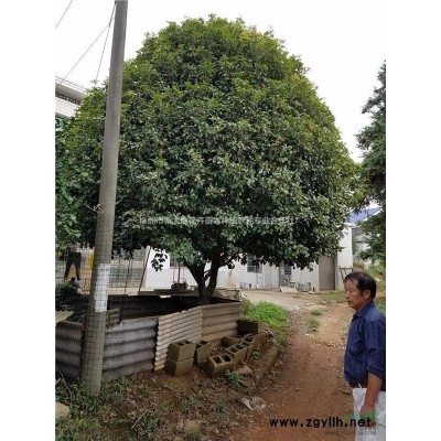 红花继木造型树桩、湖南浏阳造型红花继木价格优