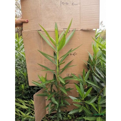 红梅   高杆红梅