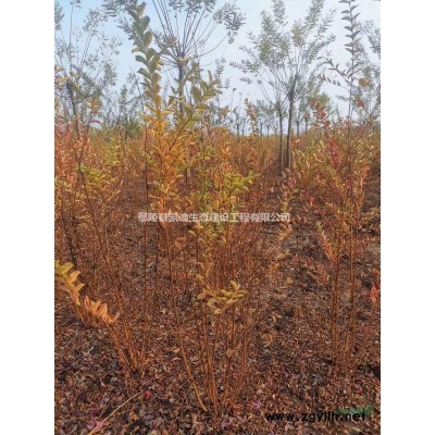 原生美人梅    美人梅   地接美人梅