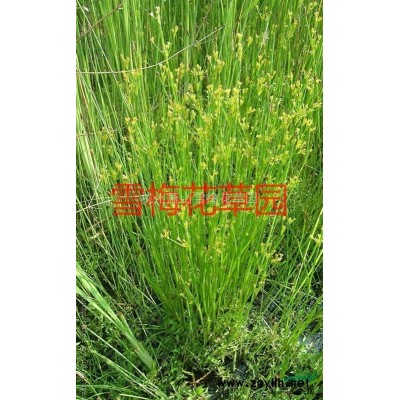 花叶珊瑚毛球 色块