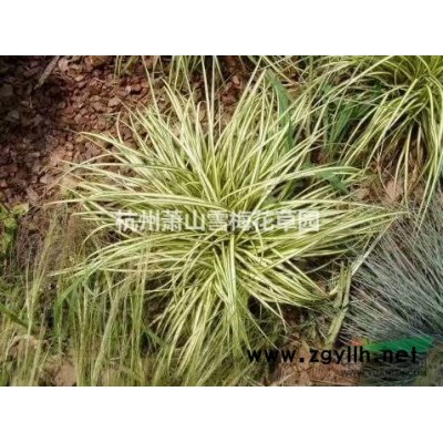 紫叶醡浆草杯苗 盆苗