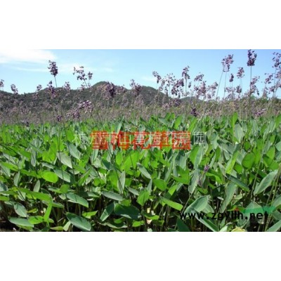 大吴风草  花叶吴风草  吉祥草 兰花三七 石蒜 麦冬草