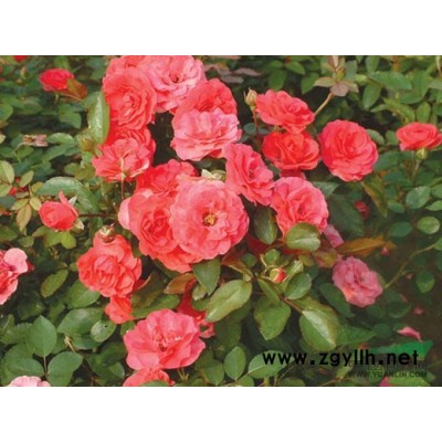 紫叶狼尾草 紫穗狼尾草 小兔子狼尾草 大布尼狼尾草