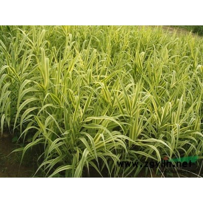 紫茉莉，胭脂花、洗澡花、夜繁花、夜来香、夜娇娇、潮来花、