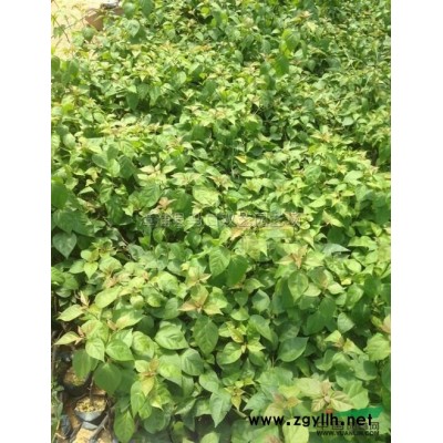 三角梅1，高度90-100公分，冠60-70公分，价格28元行情报价\三角梅1，高度90-100公分，冠60-70公分，价格28元图片展示