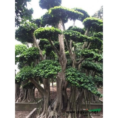 紫色三角梅桩景7报价/福建紫色三角梅桩景7报价