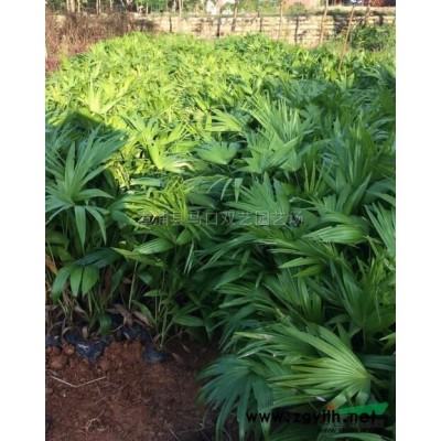 紫色三角梅桩景6供应/紫色三角梅桩景6图片