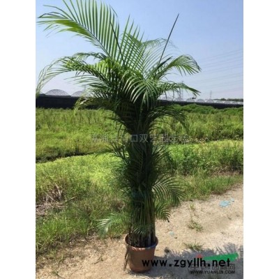 三角梅柱6供应/三角梅柱6图片