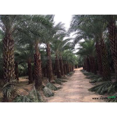 福建三角梅球，紫色信息