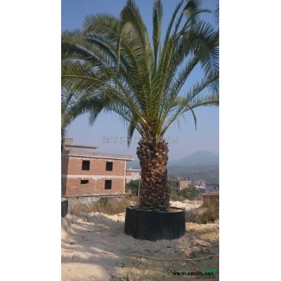 三角梅（红色）3行情报价\三角梅（红色）3图片展示