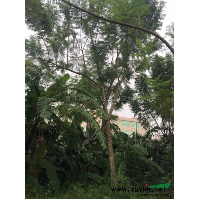 蒲葵供应/蒲葵图片