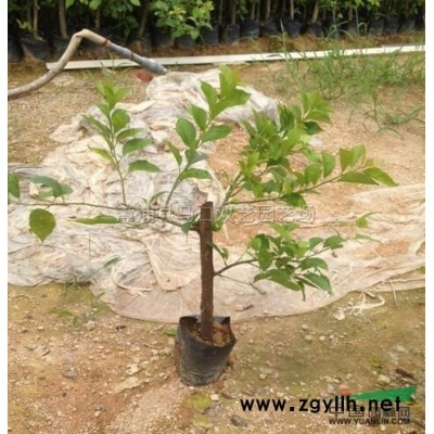 木樨榄球供应/木樨榄球图片