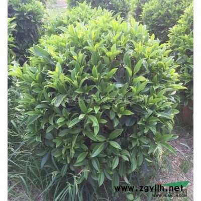 福建龙血树3介绍