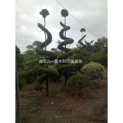 江苏垂丝海棠 优质垂丝海棠价格 垂丝海棠批发介绍/特征/用途