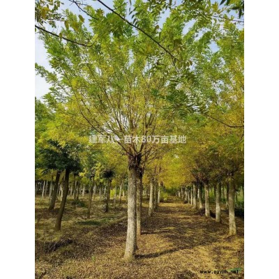 鹅掌楸供应/鹅掌楸价格
